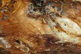 Colorful Hubbard Basin Petrified Wood Slab - Nevada #358864-1